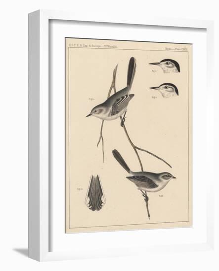 Birds, Plate XXVIII, 1855-null-Framed Giclee Print