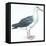 Birds: Procellariiformes, Black-Browed Albatross (Thalassarche Melanophrys)-null-Framed Premier Image Canvas