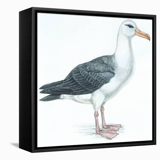 Birds: Procellariiformes, Black-Browed Albatross (Thalassarche Melanophrys)-null-Framed Premier Image Canvas