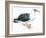 Birds: Procellariiformes, Laysan Albatross (Phoebastria Immutabilis)-null-Framed Giclee Print