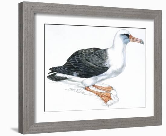 Birds: Procellariiformes, Laysan Albatross (Phoebastria Immutabilis)-null-Framed Giclee Print