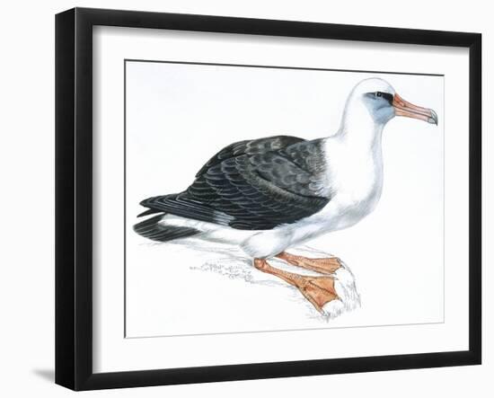 Birds: Procellariiformes, Laysan Albatross (Phoebastria Immutabilis)-null-Framed Giclee Print