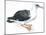 Birds: Procellariiformes, Laysan Albatross (Phoebastria Immutabilis)-null-Mounted Giclee Print