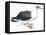 Birds: Procellariiformes, Laysan Albatross (Phoebastria Immutabilis)-null-Framed Premier Image Canvas