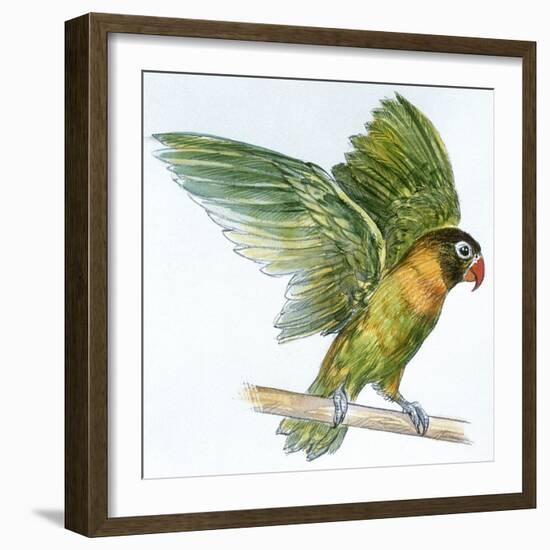 Birds: Psittaciformes, Black-Cheeked Lovebird (Agapornis Nigrigenis)-null-Framed Giclee Print