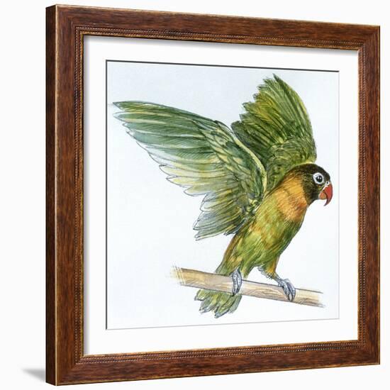 Birds: Psittaciformes, Black-Cheeked Lovebird (Agapornis Nigrigenis)-null-Framed Giclee Print