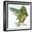 Birds: Psittaciformes, Black-Cheeked Lovebird (Agapornis Nigrigenis)-null-Framed Giclee Print