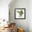 Birds: Psittaciformes, Black-Cheeked Lovebird (Agapornis Nigrigenis)-null-Framed Giclee Print displayed on a wall