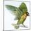 Birds: Psittaciformes, Black-Cheeked Lovebird (Agapornis Nigrigenis)-null-Mounted Giclee Print