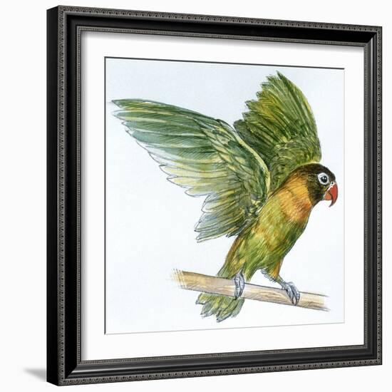 Birds: Psittaciformes, Black-Cheeked Lovebird (Agapornis Nigrigenis)-null-Framed Giclee Print