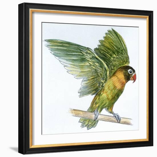 Birds: Psittaciformes, Black-Cheeked Lovebird (Agapornis Nigrigenis)-null-Framed Giclee Print