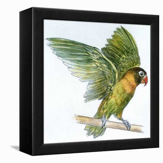 Birds: Psittaciformes, Black-Cheeked Lovebird (Agapornis Nigrigenis)-null-Framed Premier Image Canvas