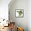 Birds: Psittaciformes, Black-Cheeked Lovebird (Agapornis Nigrigenis)-null-Framed Premier Image Canvas displayed on a wall