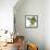 Birds: Psittaciformes, Black-Cheeked Lovebird (Agapornis Nigrigenis)-null-Framed Premier Image Canvas displayed on a wall