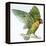 Birds: Psittaciformes, Black-Cheeked Lovebird (Agapornis Nigrigenis)-null-Framed Premier Image Canvas