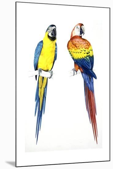 Birds: Psittaciformes, Blue-And-Yellow Macaw (Ara Ararauna) and Scarlet Macaw (Ara Macao)-null-Mounted Giclee Print