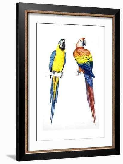 Birds: Psittaciformes, Blue-And-Yellow Macaw (Ara Ararauna) and Scarlet Macaw (Ara Macao)-null-Framed Giclee Print