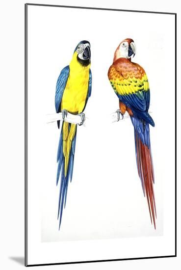 Birds: Psittaciformes, Blue-And-Yellow Macaw (Ara Ararauna) and Scarlet Macaw (Ara Macao)-null-Mounted Giclee Print