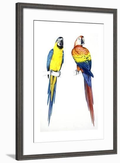 Birds: Psittaciformes, Blue-And-Yellow Macaw (Ara Ararauna) and Scarlet Macaw (Ara Macao)-null-Framed Premium Giclee Print