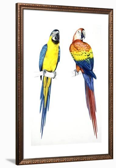 Birds: Psittaciformes, Blue-And-Yellow Macaw (Ara Ararauna) and Scarlet Macaw (Ara Macao)-null-Framed Premium Giclee Print