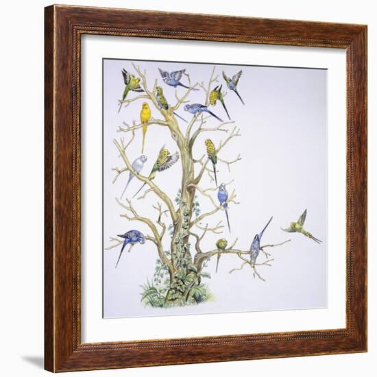 Birds: Psittaciformes, Budgerigar (Melopsittacus Undulatus) on Tree-null-Framed Giclee Print
