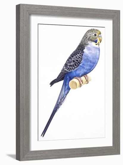 Birds: Psittaciformes, Budgerigar (Melopsittacus Undulatus)-null-Framed Giclee Print