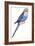 Birds: Psittaciformes, Budgerigar (Melopsittacus Undulatus)-null-Framed Giclee Print