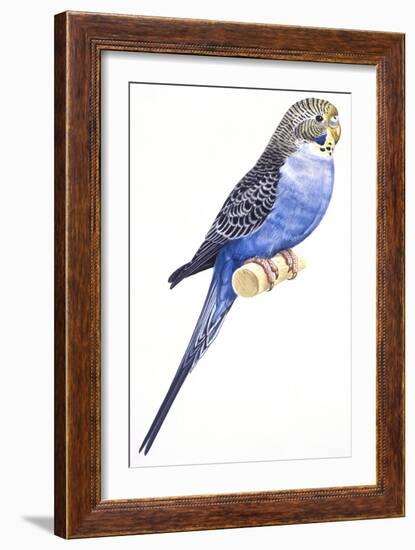 Birds: Psittaciformes, Budgerigar (Melopsittacus Undulatus)-null-Framed Giclee Print