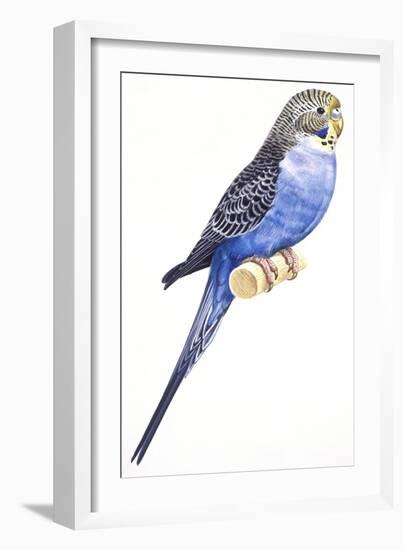 Birds: Psittaciformes, Budgerigar (Melopsittacus Undulatus)-null-Framed Giclee Print