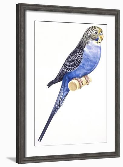 Birds: Psittaciformes, Budgerigar (Melopsittacus Undulatus)-null-Framed Giclee Print