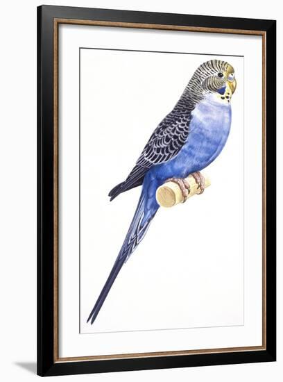 Birds: Psittaciformes, Budgerigar (Melopsittacus Undulatus)-null-Framed Giclee Print