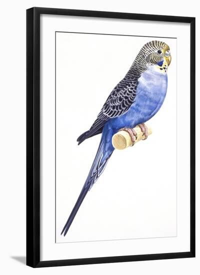 Birds: Psittaciformes, Budgerigar (Melopsittacus Undulatus)-null-Framed Giclee Print