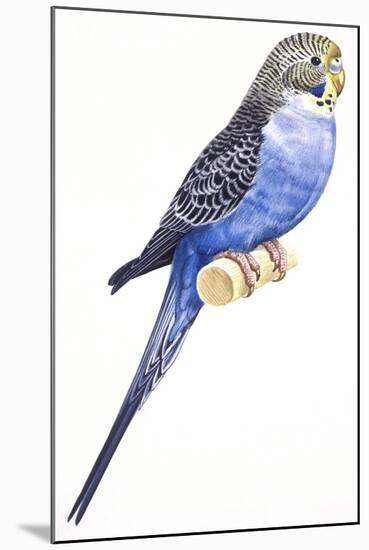 Birds: Psittaciformes, Budgerigar (Melopsittacus Undulatus)-null-Mounted Giclee Print