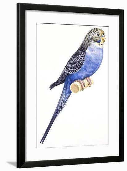 Birds: Psittaciformes, Budgerigar (Melopsittacus Undulatus)-null-Framed Giclee Print