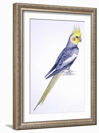 Birds: Psittaciformes, Cockatiel (Nymphicus Hollandicus)-null-Framed Giclee Print