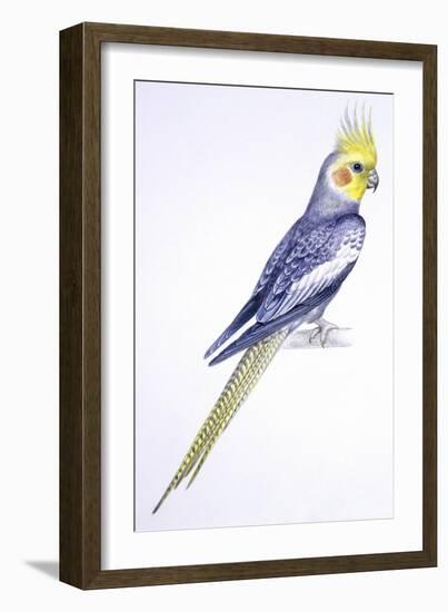 Birds: Psittaciformes, Cockatiel (Nymphicus Hollandicus)-null-Framed Giclee Print