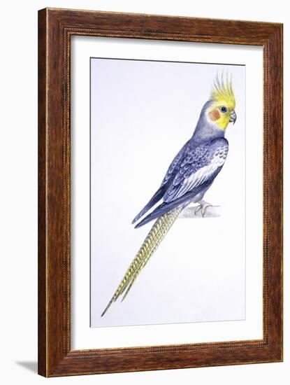 Birds: Psittaciformes, Cockatiel (Nymphicus Hollandicus)-null-Framed Giclee Print