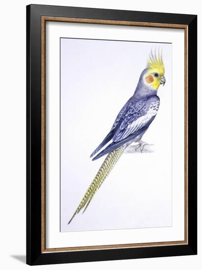 Birds: Psittaciformes, Cockatiel (Nymphicus Hollandicus)-null-Framed Giclee Print