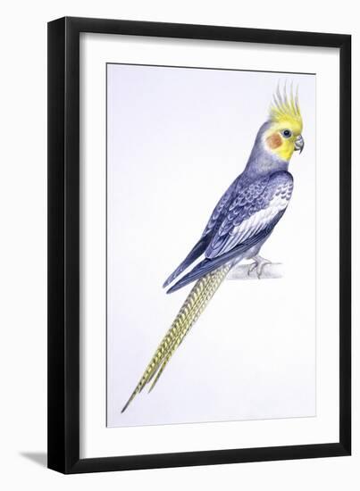 Birds: Psittaciformes, Cockatiel (Nymphicus Hollandicus)-null-Framed Giclee Print