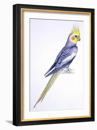 Birds: Psittaciformes, Cockatiel (Nymphicus Hollandicus)-null-Framed Giclee Print