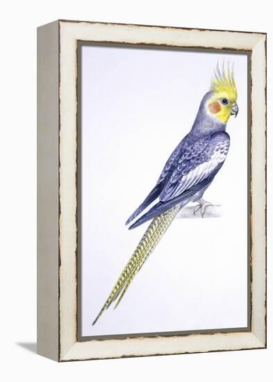 Birds: Psittaciformes, Cockatiel (Nymphicus Hollandicus)-null-Framed Premier Image Canvas