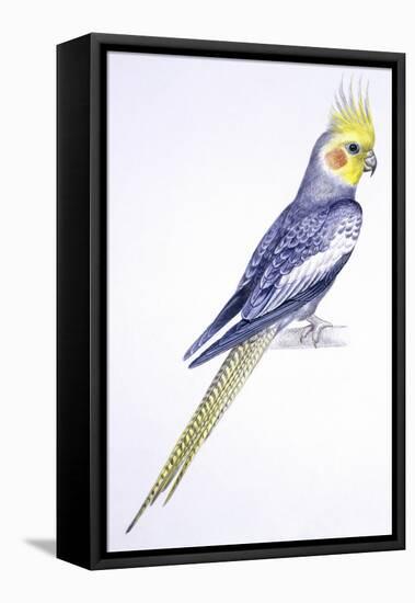 Birds: Psittaciformes, Cockatiel (Nymphicus Hollandicus)-null-Framed Premier Image Canvas