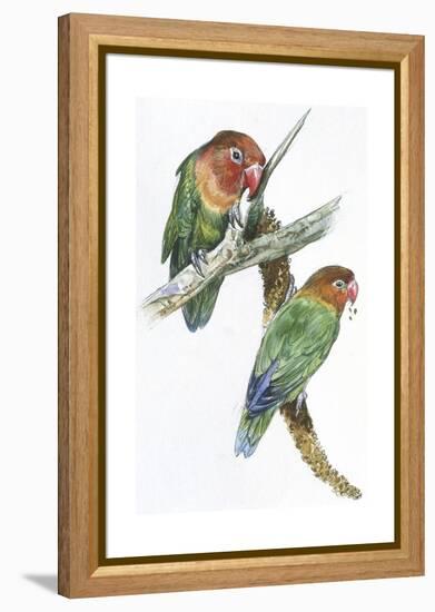 Birds: Psittaciformes, Couple of Fischer's Lovebird (Agapornis Fischeri) Feeding-null-Framed Premier Image Canvas