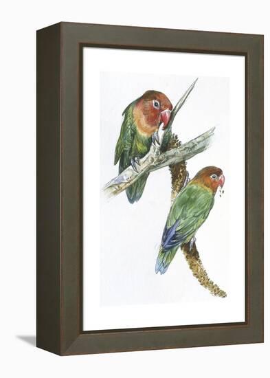 Birds: Psittaciformes, Couple of Fischer's Lovebird (Agapornis Fischeri) Feeding-null-Framed Premier Image Canvas