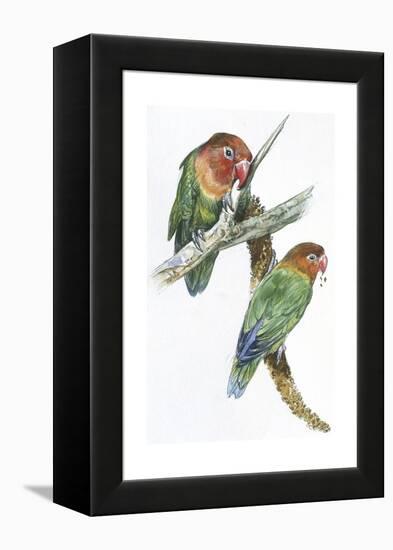 Birds: Psittaciformes, Couple of Fischer's Lovebird (Agapornis Fischeri) Feeding-null-Framed Premier Image Canvas