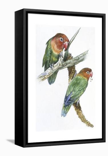 Birds: Psittaciformes, Couple of Fischer's Lovebird (Agapornis Fischeri) Feeding-null-Framed Premier Image Canvas