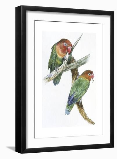 Birds: Psittaciformes, Couple of Fischer's Lovebird (Agapornis Fischeri) Feeding-null-Framed Giclee Print