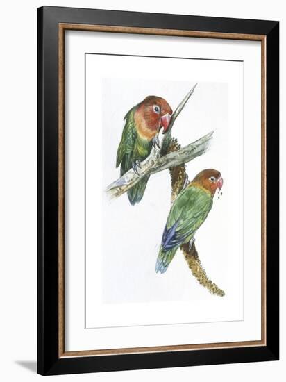 Birds: Psittaciformes, Couple of Fischer's Lovebird (Agapornis Fischeri) Feeding-null-Framed Giclee Print