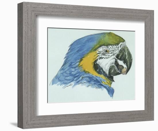 Birds: Psittaciformes, Head of Blue-And-Yellow Macaw (Ara Ararauna)-null-Framed Giclee Print