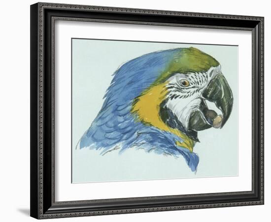 Birds: Psittaciformes, Head of Blue-And-Yellow Macaw (Ara Ararauna)-null-Framed Giclee Print